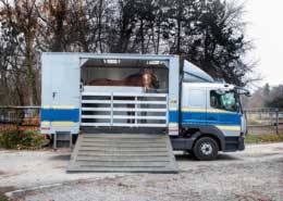 Pferdetransporter auf LKW-Fahrgestell