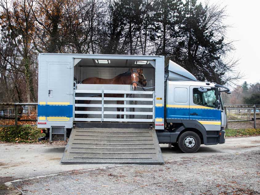 Pferdetransporter auf LKW-Fahrgestell